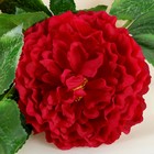 Цветы искусственные "Воздушные пионы" 9*64 см, бордовый - Фото 2