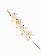 Цветы искусственные «Камбрия», 9×71 см, белые 4301694