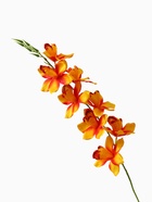 Цветы искусственные "Камбрия" 9*71 см, оранжевый - фото 809296271