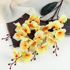 Цветы искусственные "Орхидея фаленопсис" 8х80 см, жёлтый - фото 10996080