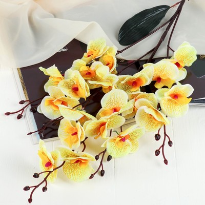 Орхидея фаленопсис желтый 2 ств. (сорта) - рекомендации по уходу