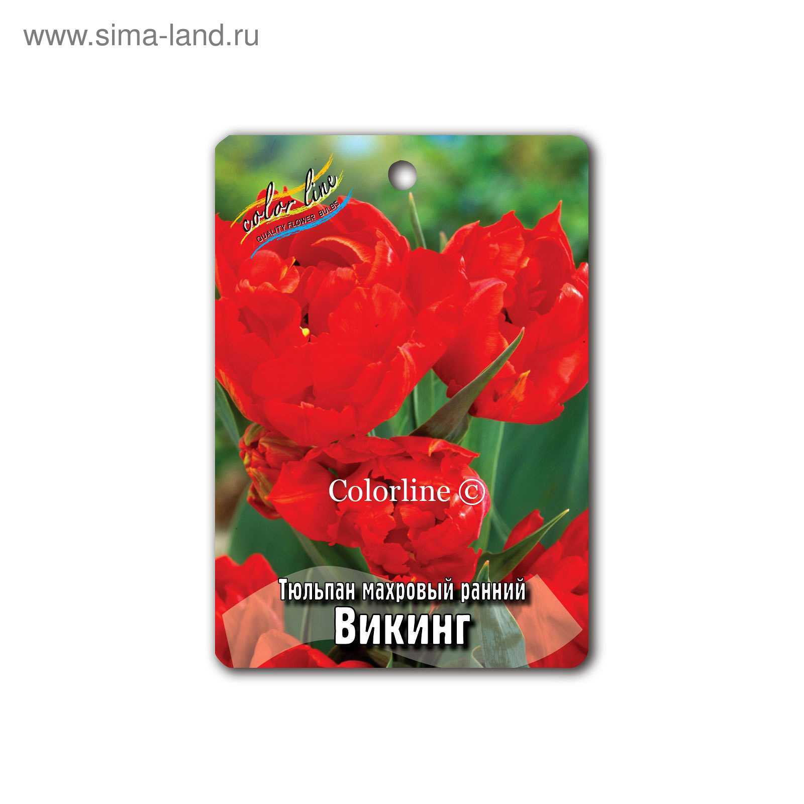 Тюльпаны Викинг Фото