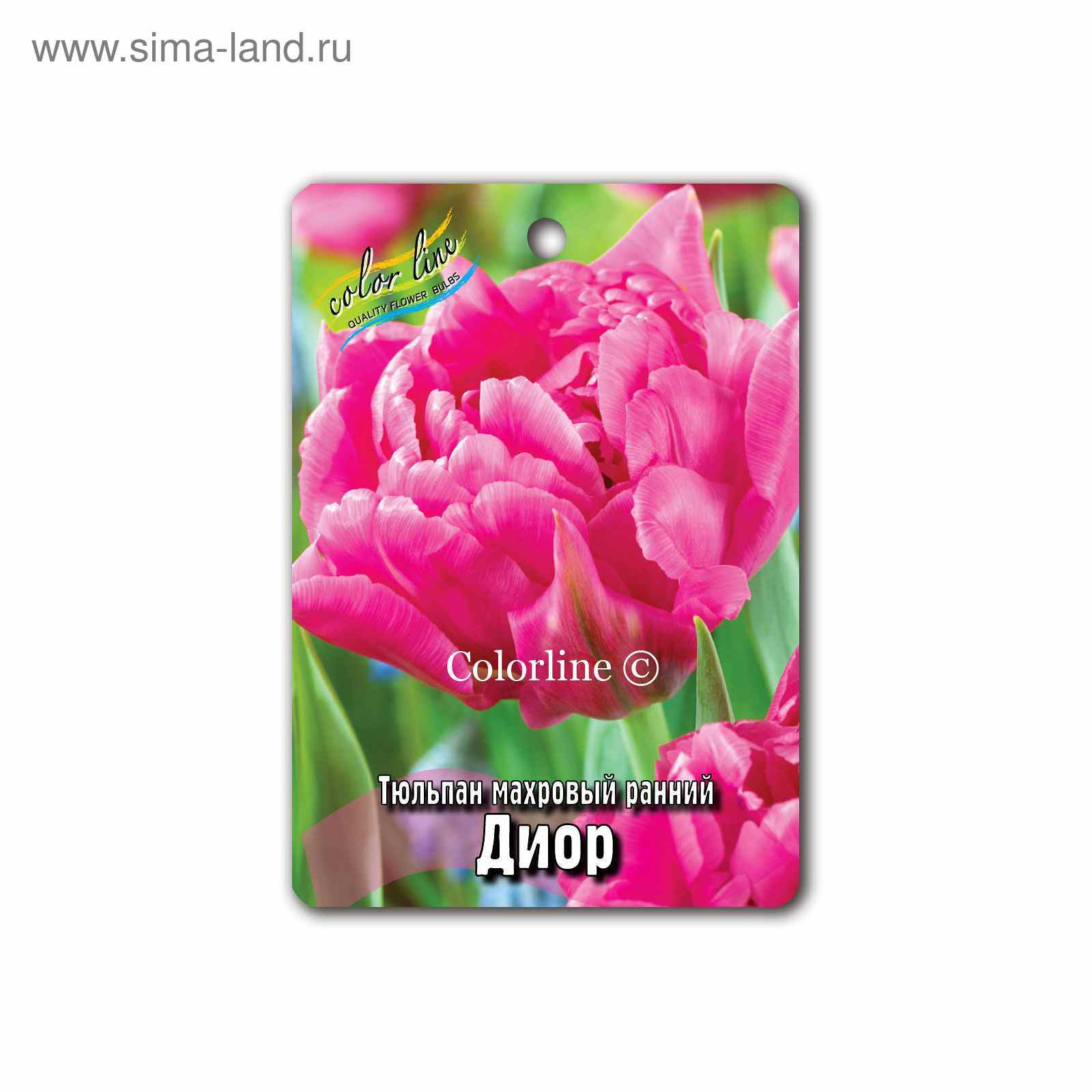 Тюльпан диор. Тюльпан dior. тюльпан махровые ранние смесь колорлайн. тюльпан диор фото. тюльпан dior фото и описание.