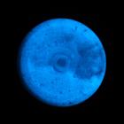 Краска акриловая люминесцентная (светящаяся в темноте), LUXART Lumi, 20 мл, синий, небесно-голубое свечение (L8V20) - Фото 7