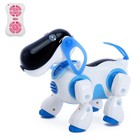 Робот собака «Ки-Ки», программируемый, на пульте управления, интерактивный: звук, свет, танцующий, музыкальный, на батарейках, на русском языке, синий - фото 22127831