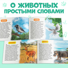 Обучающие книжки набор 6 шт. «Узнаём про всё вокруг», 108 животных и птиц - Фото 4