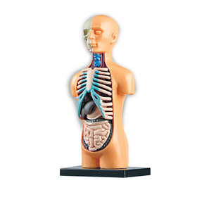 Научный опыт «Анатомия человека», в пакете