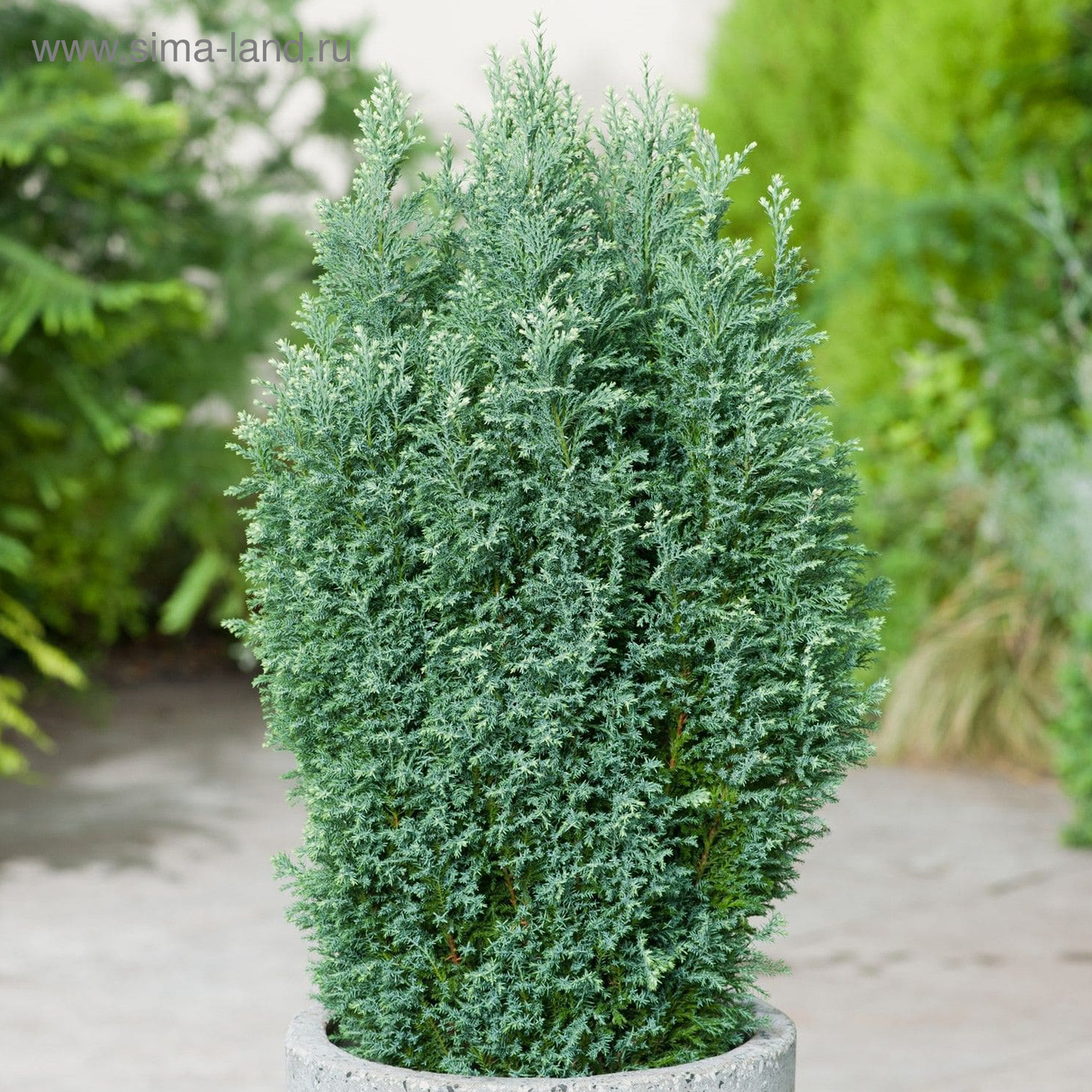 Кипарисовик фото и описание кустарника