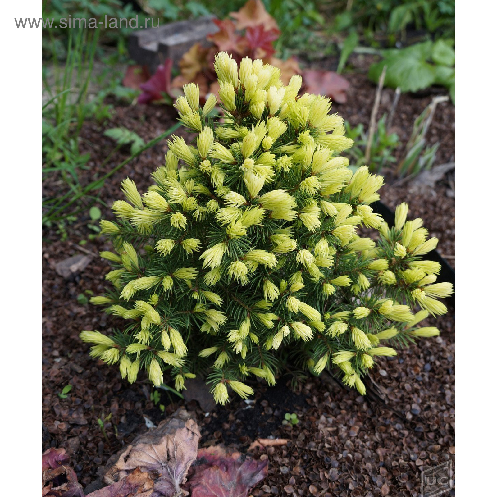 Рейнбоу энд ель. Рейнбоу энд ель. Рейнбоу энд ель. Picea glauca rainbow's end ель. Рейнбоу энд ель.