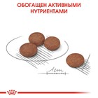 Сухой корм RC Mini Digestive Care для мелких собак с чувствительным ЖКТ, 3 кг - фото 24473439