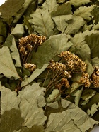 Веник для бани дубовый, с тысячелистником - Фото 5