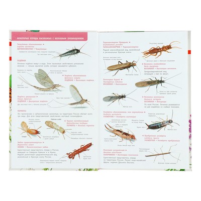 Энциклопедия детская «Лучший определитель. Насекомые России»