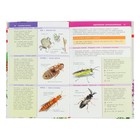 Энциклопедия детская «Лучший определитель. Насекомые России» - Фото 4