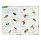 Энциклопедия детская «Лучший определитель. Насекомые России» - Фото 5