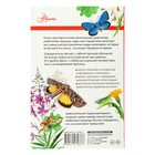 Энциклопедия детская «Лучший определитель. Насекомые России» - Фото 6