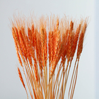 Сухой колос пшеницы, набор 50 шт., цвет оранжевый - фото 8490473