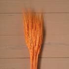 Сухой колос пшеницы, набор 50 шт., цвет оранжевый - фото 8490474