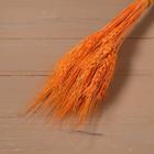 Сухой колос пшеницы, набор 50 шт., цвет оранжевый - фото 9109729