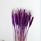Сухой колос пшеницы, набор 50 шт., цвет фиолетовый - фото 8490476