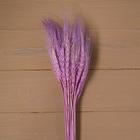 Сухой колос пшеницы, набор 50 шт., цвет фиолетовый - фото 8490477