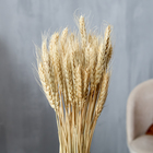 Сухой колос пшеницы, набор 50 шт., белый - Фото 2