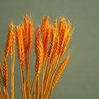 Сухой колос пшеницы, набор 50 шт., цвет жёлтый - Фото 3