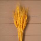 Сухой колос пшеницы, набор 50 шт., цвет жёлтый - фото 9109736