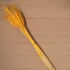 Сухой колос пшеницы, набор 50 шт., жёлтый - Фото 5