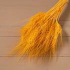 Сухой колос пшеницы, набор 50 шт., цвет жёлтый - Фото 6