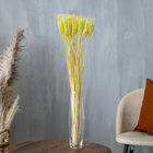 Сухой колос пшеницы, набор 50 шт., жёлтый - Фото 1