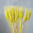 Сухой колос пшеницы, набор 50 шт., цвет жёлтый - Фото 2