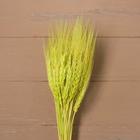 Сухой колос пшеницы, набор 50 шт., цвет жёлтый - фото 8490489