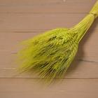 Сухой колос пшеницы, набор 50 шт., жёлтый - Фото 5