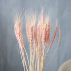 Сухой колос пшеницы, набор 50 шт., цвет розовый - фото 8490491