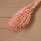 Сухой колос пшеницы, набор 50 шт., цвет розовый - фото 9109742