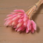 Сухие цветы лагуруса, набор: max 60 шт., цвет розовый - Фото 3