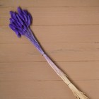 Сухие цветы лагуруса, набор: max 60 шт., цвет фиолетовый - Фото 2