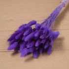 Сухие цветы лагуруса, набор: max 60 шт., цвет фиолетовый - Фото 3