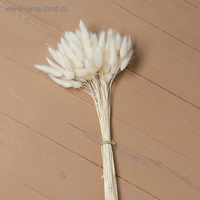 Сухие цветы лагуруса, набор: max 60 шт., цвет белый - Фото 1