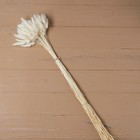 Сухие цветы лагуруса, набор: max 60 шт., цвет белый - Фото 2