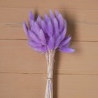 Сухие цветы лагуруса, набор: max 60 шт., цвет фиолетовый - Фото 1