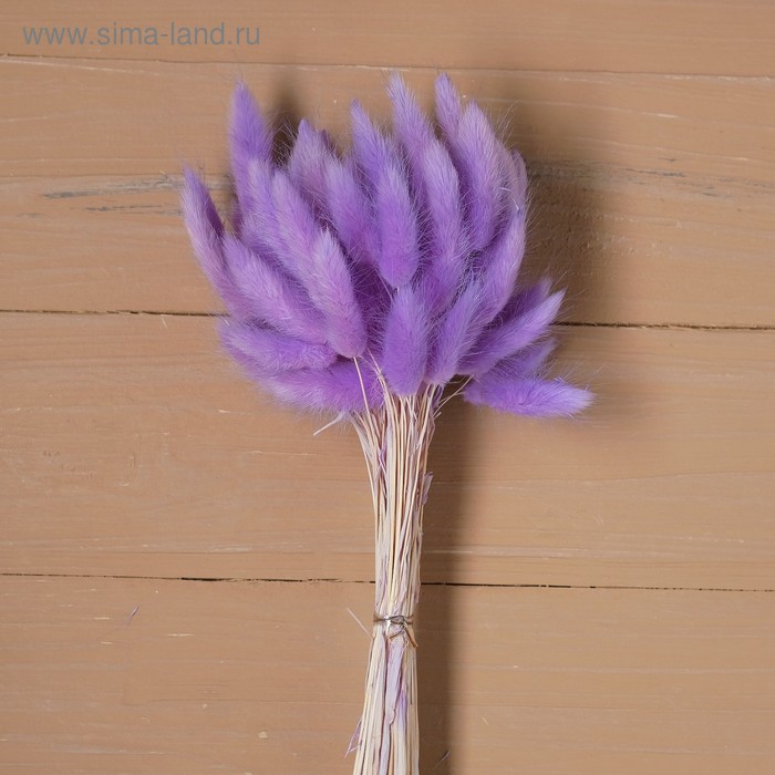 Сухие цветы лагуруса, набор: max 60 шт., цвет фиолетовый - Фото 1