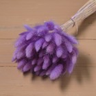 Сухие цветы лагуруса, набор: max 60 шт., цвет фиолетовый - Фото 3