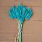 Сухие цветы лагуруса, набор: max 60 шт., цвет голубой - Фото 1