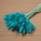 Сухие цветы лагуруса, набор: max 60 шт., цвет голубой - Фото 3