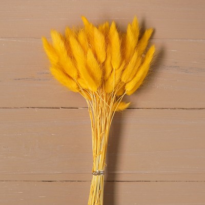 Сухие цветы лагуруса, набор: max 60 шт., цвет жёлтый