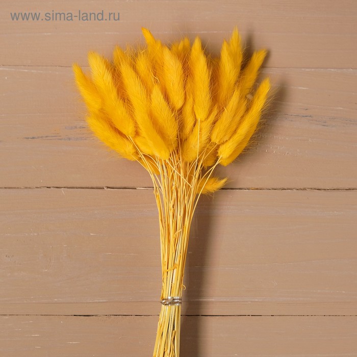 Сухие цветы лагуруса, набор: max 60 шт., цвет жёлтый - Фото 1