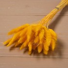 Сухие цветы лагуруса, набор: max 60 шт., цвет жёлтый - Фото 3