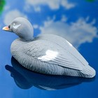 Фигура подсадная "Турпан горбоносый - Селезень" - Фото 3