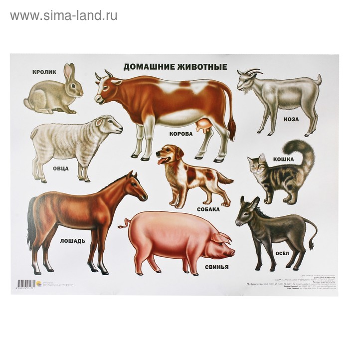 Плакат на картоне А2 "Домашние животные" - Фото 1